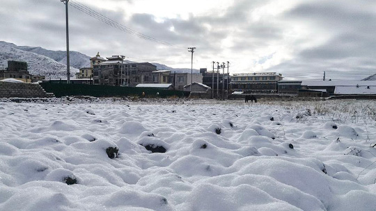 青海久治迎今冬首場暴雪 交通受阻車輛滯留